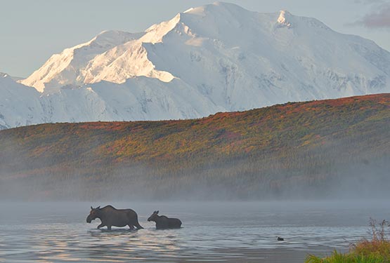 Two moose walk through a shallow lake below tall snow-covered mountains.