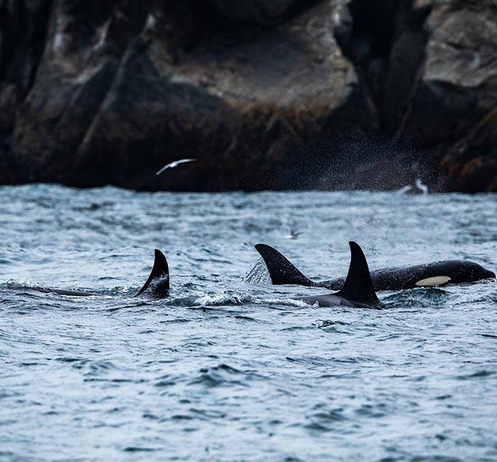 Pod of orcas swimming
