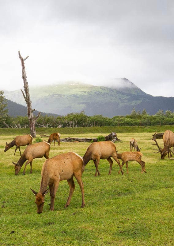 Alaska Wildlife Conservation Center Bears Bison More