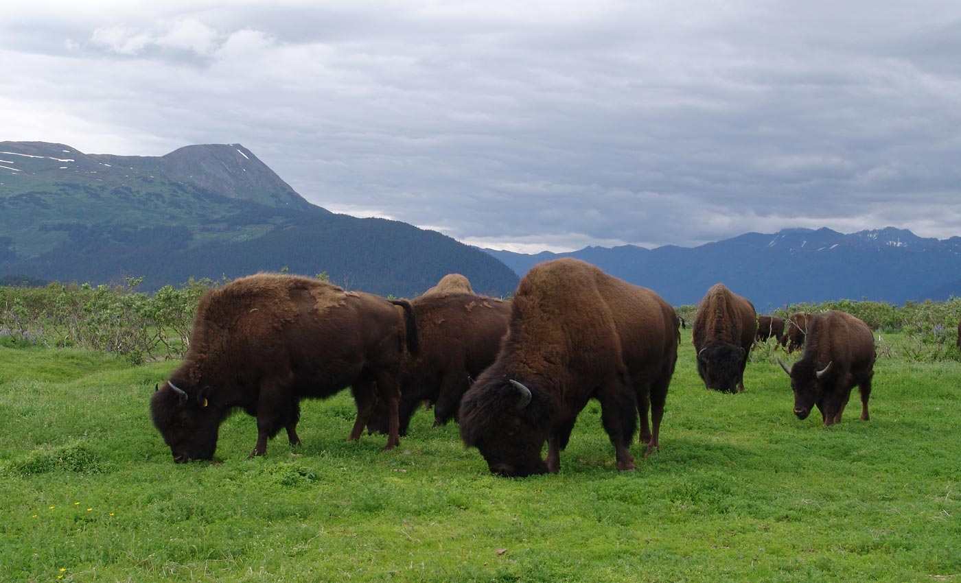 Alaska Wildlife Conservation Center Bears Bison More