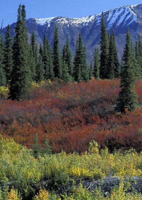 Scenic forests and mountain vistas in Alaska's Far North
