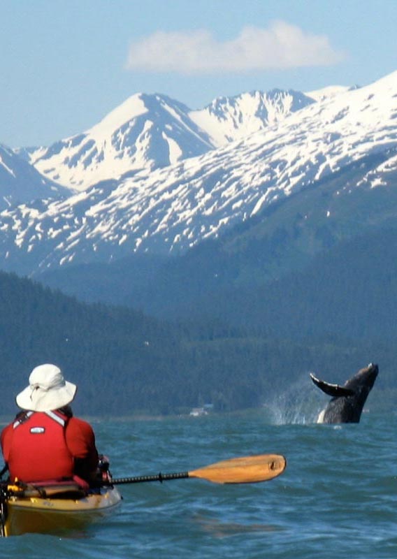 Watch whales in Resurrection Bay