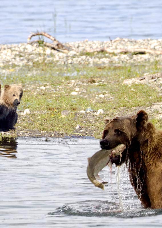 Bear and cubs catching salmon