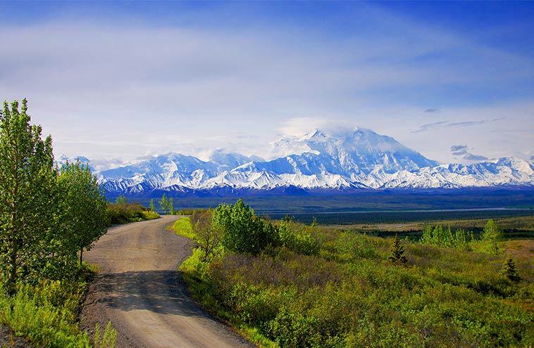 Denali National Park In June A Time Of Wonder Waking Wildlife   CL Denali In June 