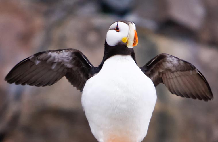 7 Cool Facts About the Puffins of Kenai Fjords National Park