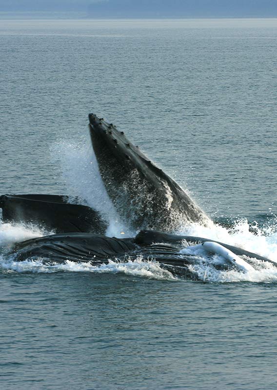 Whale Watching - Lahela Sportfishing