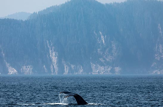 A whale tail pops out of blue water.