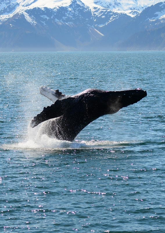 The tail of a grey whale moves above the water on Kenai Fjords Tour Cruise