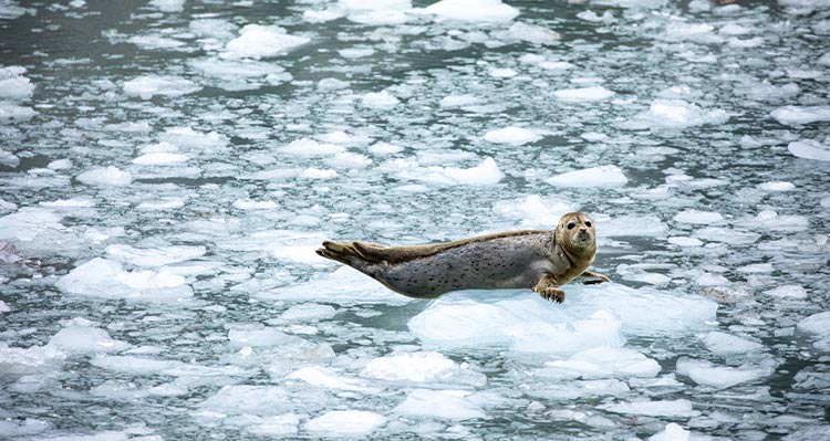 A seal on a piece of floating sea ice.