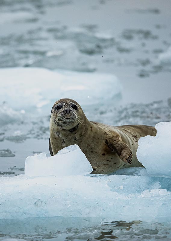 A seal on a piece of sea ice.