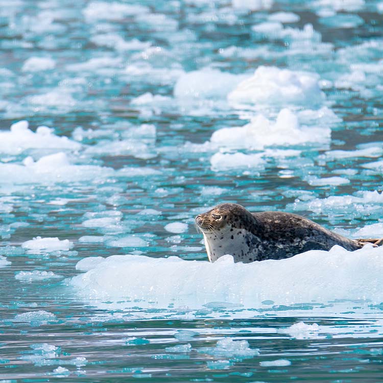 A seal on a piece of floating sea ice.