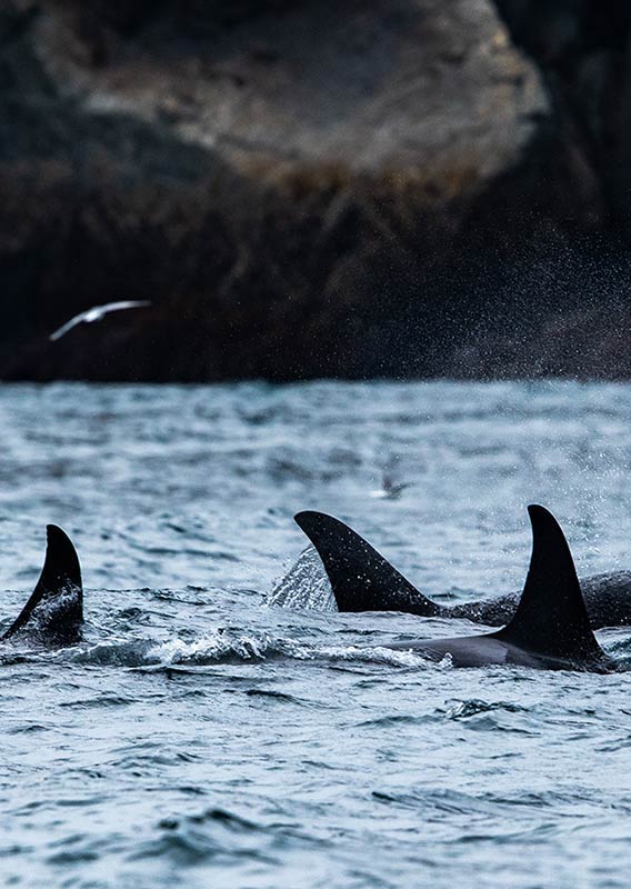 Orcas fins pictured just above the waves