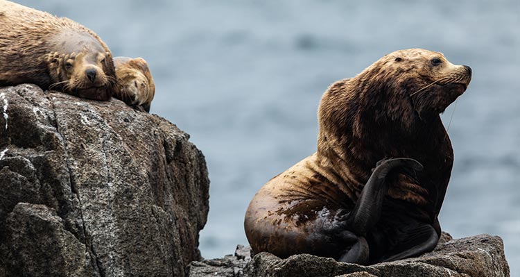 Sea lions sitting on rocks by the sea.