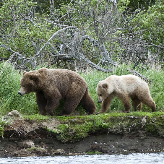 Two bears walk along a riverside